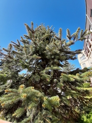 Picea pungens