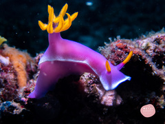 Hypselodoris apolegma