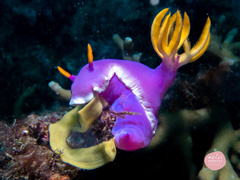 Hypselodoris apolegma