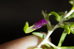 Protaplonyx sarcobati