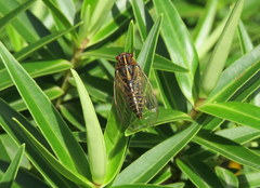 Kikihia southwestlandica