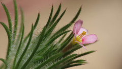 Leptosiphon ciliatus
