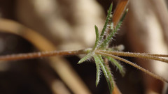 Leptosiphon ciliatus