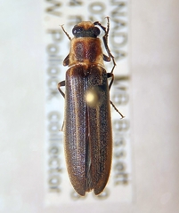 Denticollis denticornis
