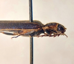Denticollis denticornis