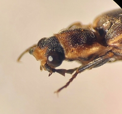 Denticollis denticornis