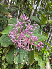 Medinilla cummingii