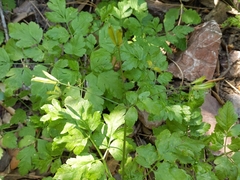 Osmorhiza brachypoda