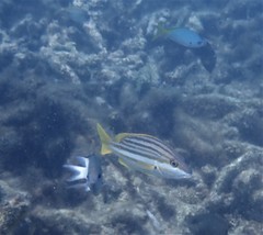Lutjanus carponotatus