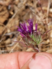 Monardella douglasii