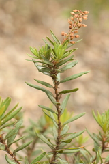 Comarostaphylis