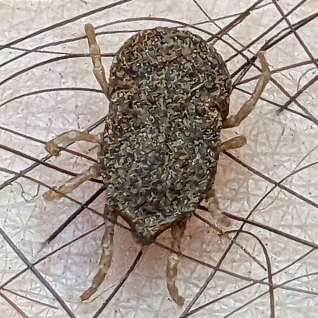 Pajahuello tick