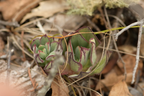 Painted Echeveria (Echeveria nodulosa)