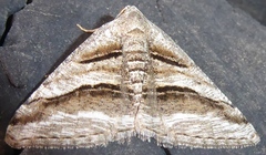 Digrammia nubiculata