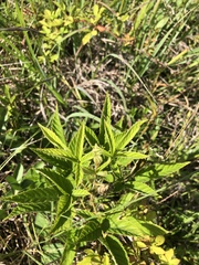 Rubus argutus