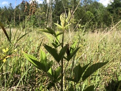 Rubus argutus