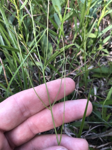 Ridgestem false foxglove (Agalinis oligophylla)