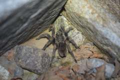 Thrixopelma