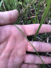 Agalinis oligophylla