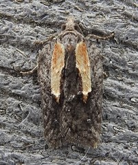 Acleris youngana
