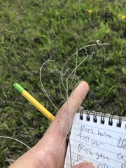 Agalinis oligophylla