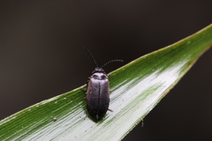 Ototretinae