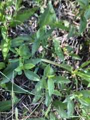 Rudbeckia terranigrae