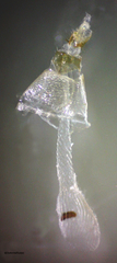 Acleris youngana