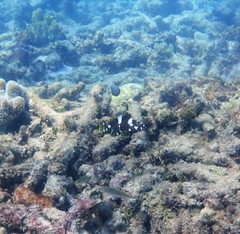 Epinephelus maculatus