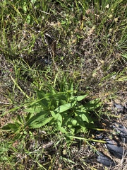Silphium confertifolium