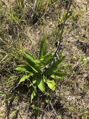 Silphium confertifolium
