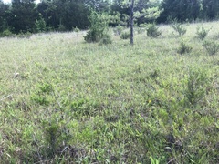 Silphium confertifolium