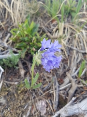 Polemonium viscosum