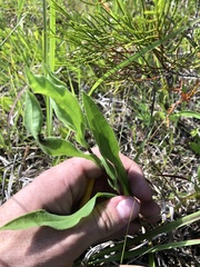 Solidago rigida glabrata