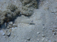 Ctenogobiops pomastictus