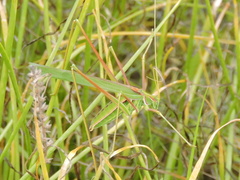 Arethaea ambulator