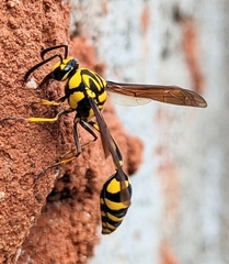 Phimenes flavopictus flavopictus