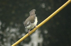 Sericornis frontalis frontalis