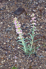 Penstemon angustifolius dulcis