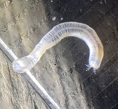 Leptosynapta tenuis