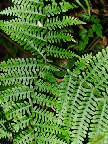 Pteris longipes, photograph 3
