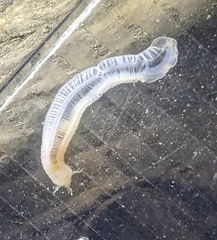 Leptosynapta tenuis