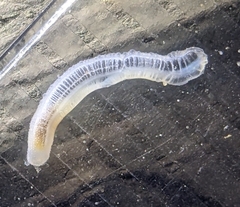Leptosynapta tenuis