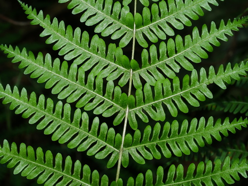 Pteris longipes, photograph 1