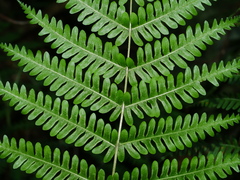 Pteris longipes, photograph (c) Jacy Chen, some rights reserved (CC BY)