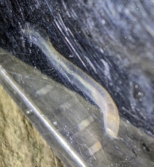 Leptosynapta tenuis