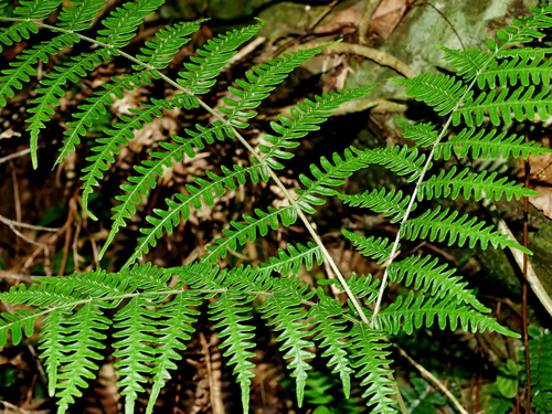 Pteris longipes