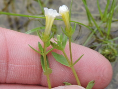 Gratiola neglecta