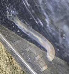 Leptosynapta tenuis
