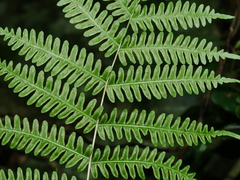 Pteris longipes, photograph (c) Jacy Chen, some rights reserved (CC BY)